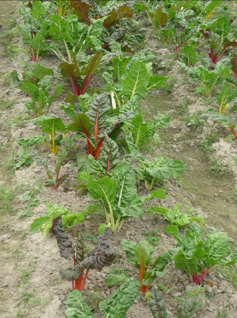 20101127 THE Organic Farm55